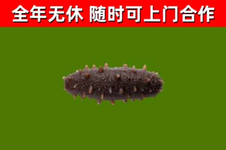 仙游烟酒回收干海参.jpg